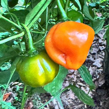 Aji Dulce Orange - Seeds - The Pepper Pantry (Formerly Marie Sharp's)